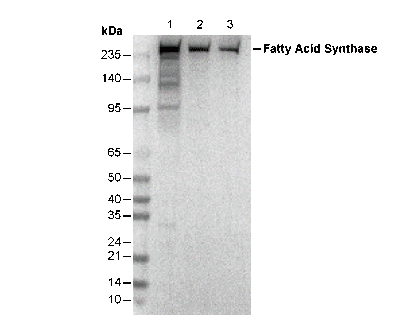 Fatty Acid Synthase Antibody