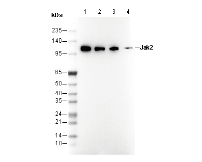 JAK2 Antibody