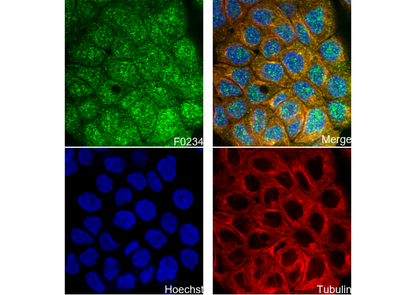 LEF1 Antibody