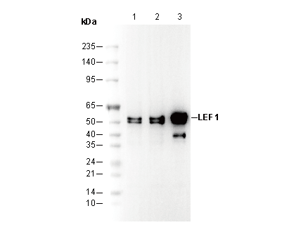 LEF1 Antibody