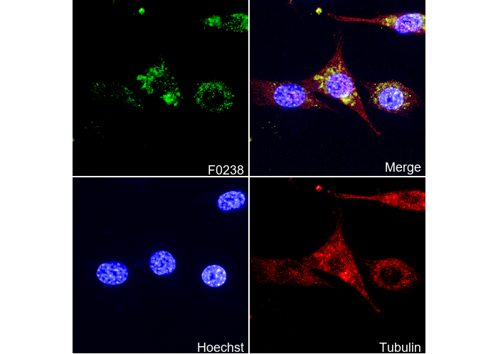 PDI Antibody