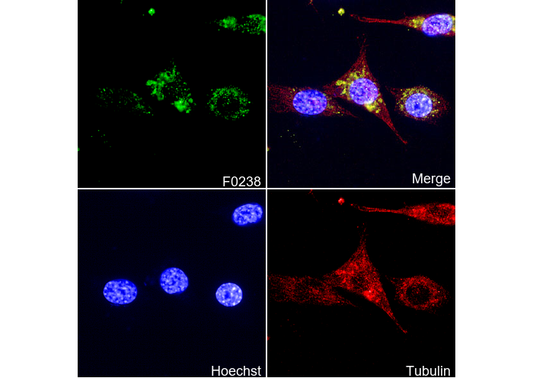 PDI Antibody