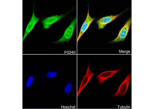 PSD95 Antibody