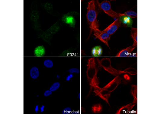Phospho-Aurora A/B/C (T288/232/198) Antibody
