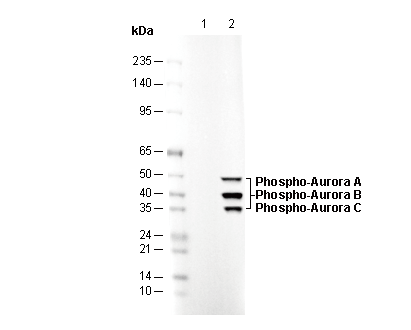 Phospho-Aurora A/B/C (T288/232/198) Antibody