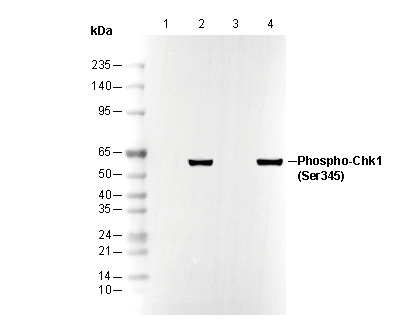Phospho-Chk1 (Ser345) Antibody