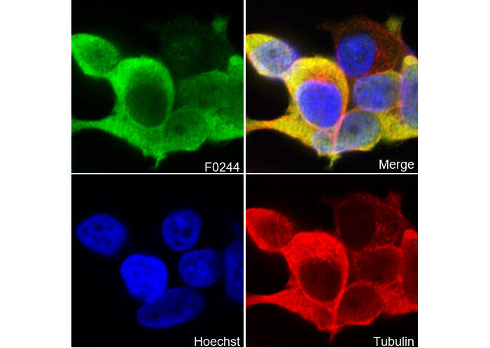 Phospho-Cofilin (Ser3) Antibody