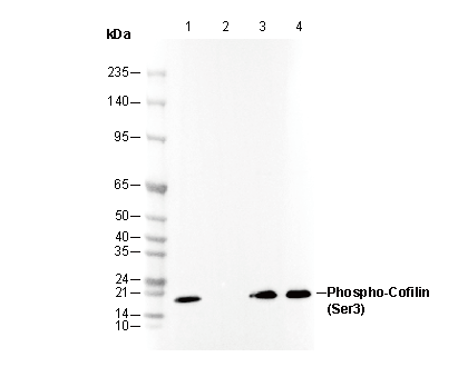 Phospho-Cofilin (Ser3) Antibody