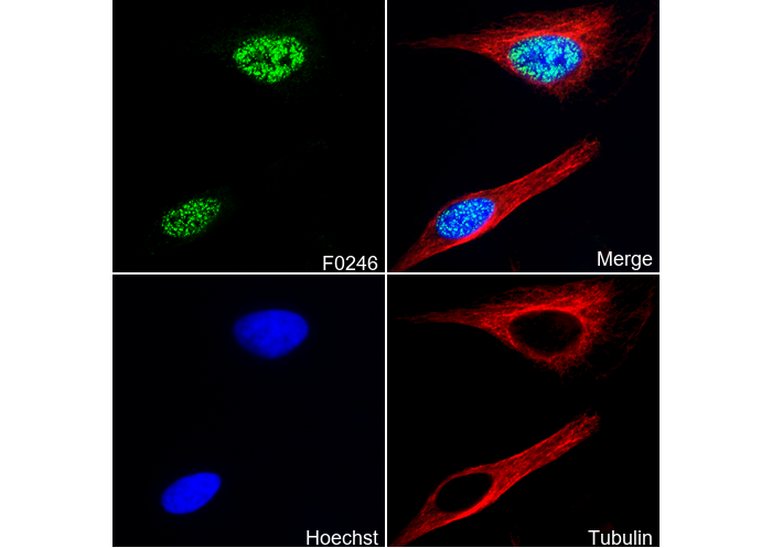 Phospho-Histone H3 (Ser10) Antibody