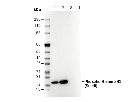 Phospho-Histone H3 (Ser10) Antibody