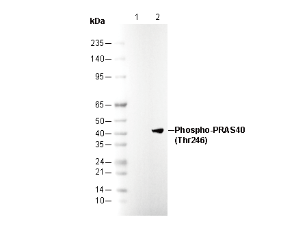 Phospho-PRAS40 (Thr246) Antibody