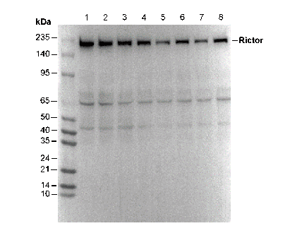 Rictor Antibody