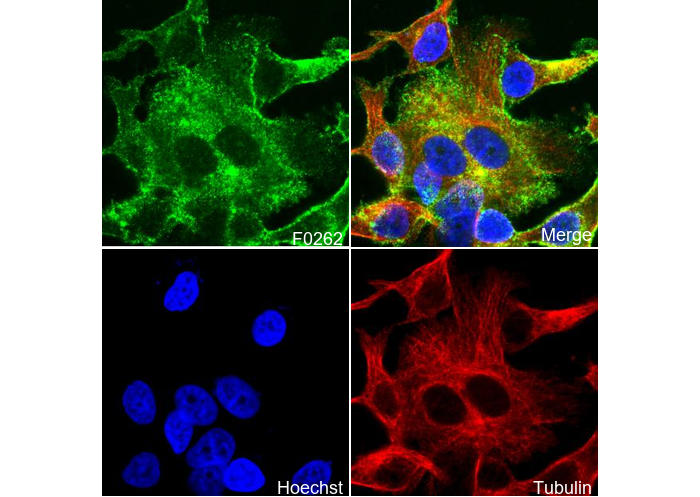 Src Antibody