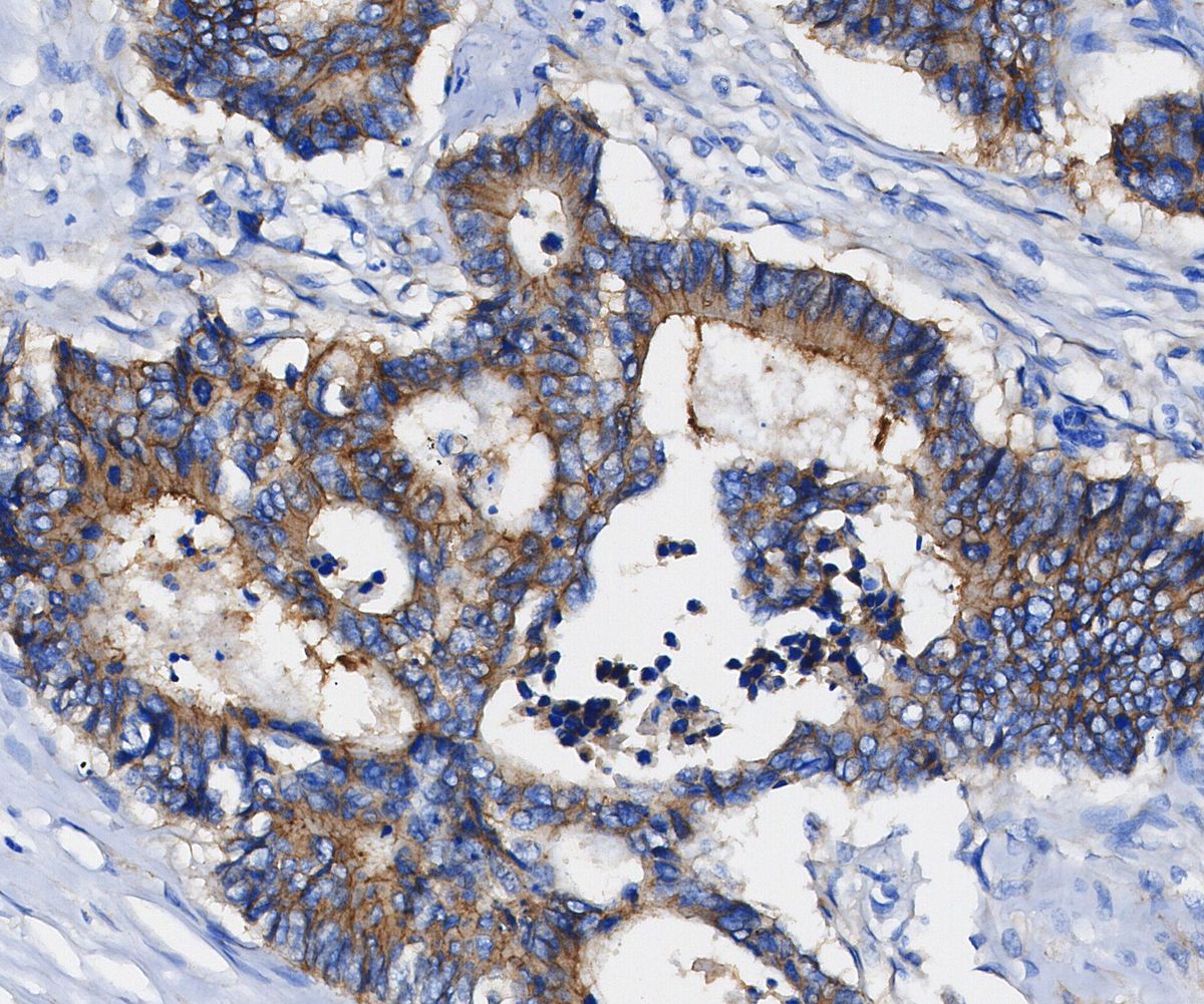 Src Antibody