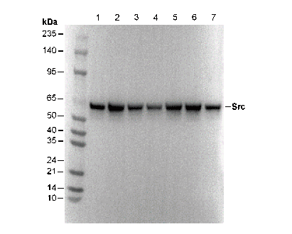 Src Antibody