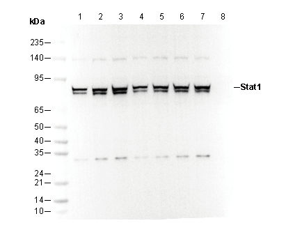 Stat1 Antibody