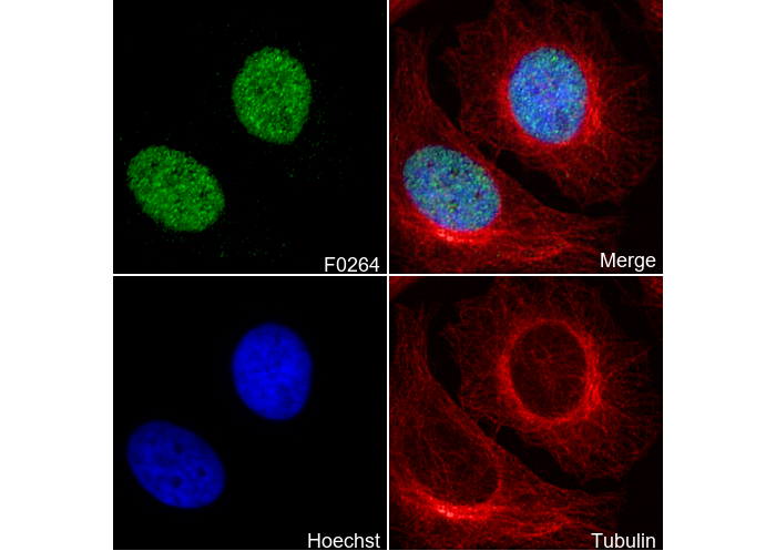 Survivin Antibody
