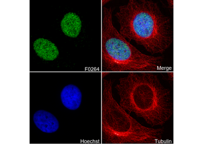 Survivin Antibody