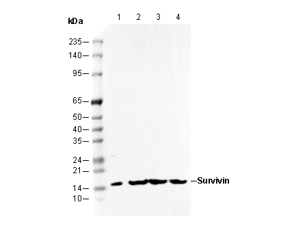 Survivin Antibody