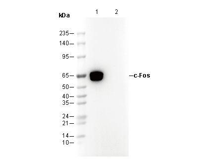 c-Fos Antibody