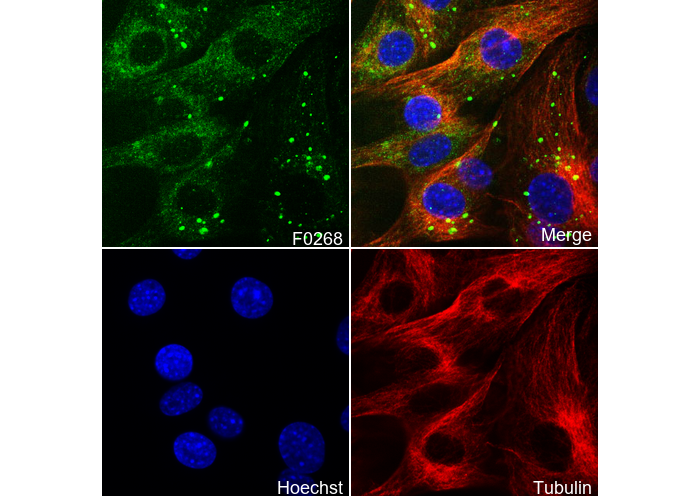 AIF Antibody
