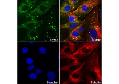 AIF Antibody