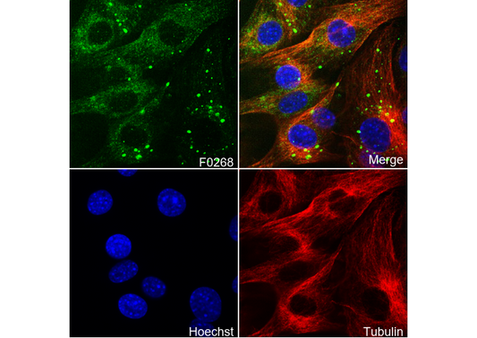 AIF Antibody