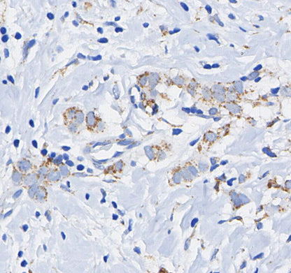 AIF Antibody