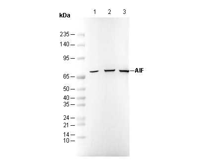AIF Antibody