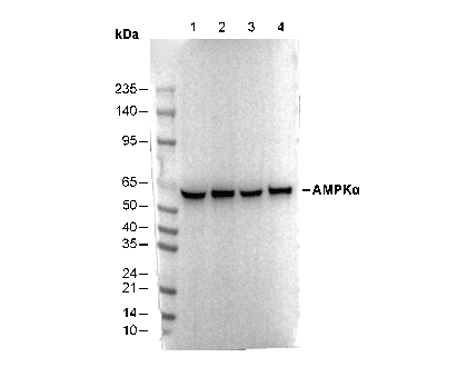 AMPKα Antibody