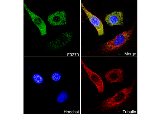 Acetyl-CoA Carboxylase Antibody