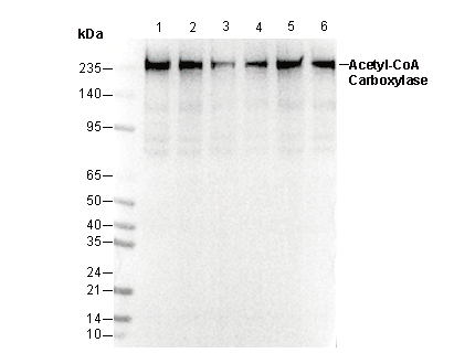 Acetyl-CoA Carboxylase Antibody