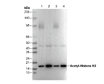 Acetyl-Histone H3 (Lys27) Antibody