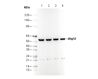 Atg12 Antibody