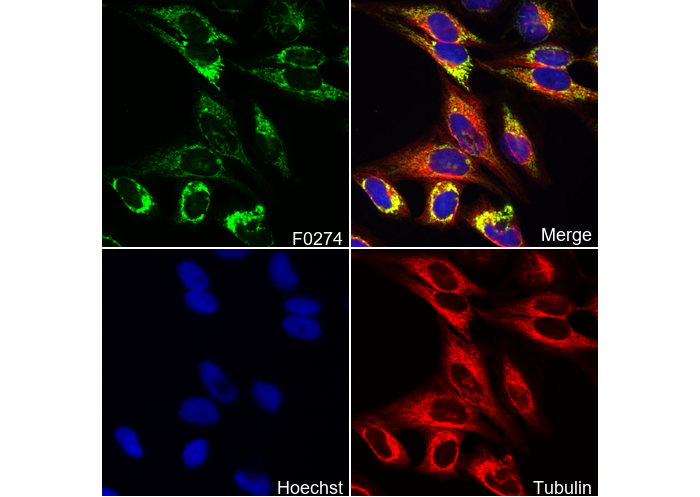 COX IV Antibody