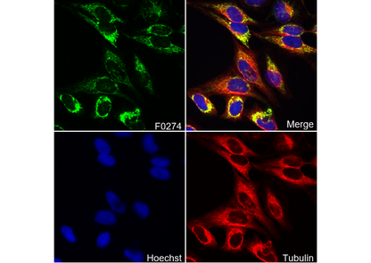 COX IV Antibody