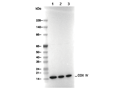 COX IV Antibody