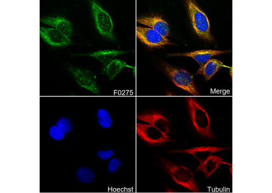 Cleaved Caspase7 (Asp198) Antibody