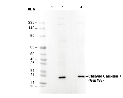 Cleaved Caspase7 (Asp198) Antibody