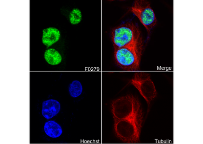 DNMT1 Antibody