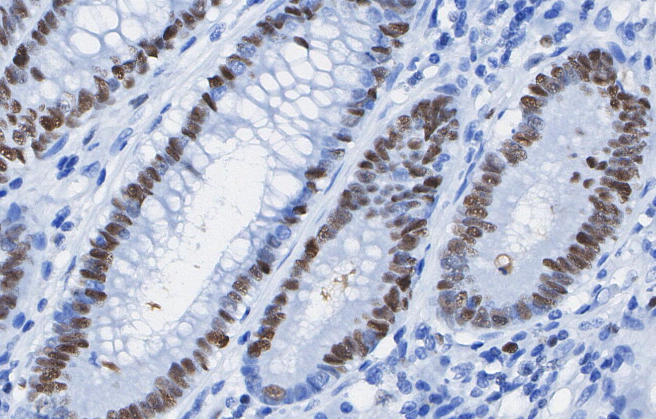 DNMT1 Antibody