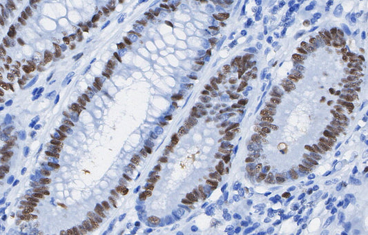DNMT1 Antibody