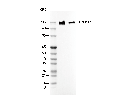 DNMT1 Antibody