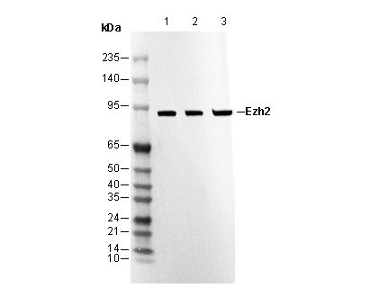 Ezh2 Antibody