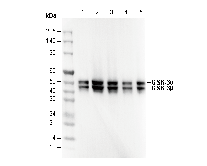 GSK-3α/β Antibody