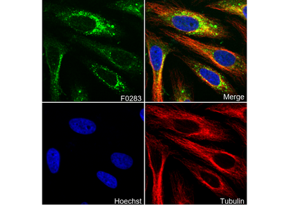 HSP90 Antibody