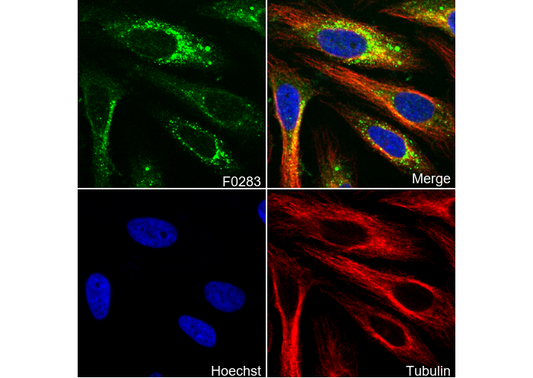 HSP90 Antibody