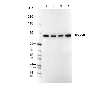 HSP90 Antibody