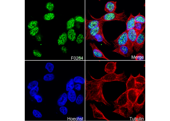 Histone H2A.X Antibody