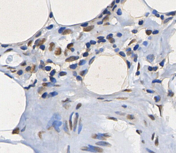 Histone H2A.X Antibody